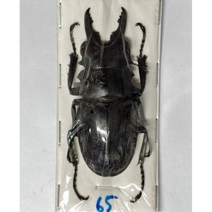 (Odontolabis bellicosa) 벨리코사멋쟁이사슴벌레 [L-8-15] 곤충표본, 65~69mm, 1개