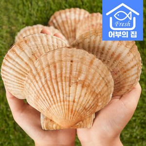 어부의집 제철 대왕 가리비 왕 큰 조개 구이 찜 회 참가리비 1kg, 참가리비 1kg(4-11미), 1개