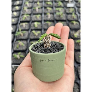 아프리카식물/유포르비아 암보봄벤시스- 랜덤 Euphorbia ambovombensis 아프리카농장, 1개