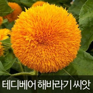 테디베어 해바라기 씨앗 해바라기씨 종자 야생화 10알, 1개