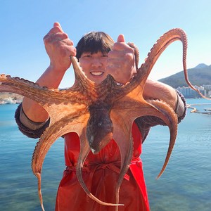 [산지직송] 두결수산 통영 활 돌문어 산지직송 자연산 활 문어 1kg / 1.5kg, 1개, 활 돌문어 1.5KG [1~5미]