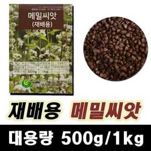 메밀씨앗 1kg 국내산 재배메밀 메밀꽃, 1개