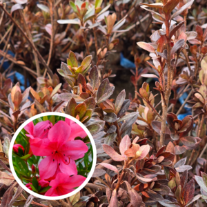 석암철쭉 묘목 철쭉나무 조경 3년생, 1주