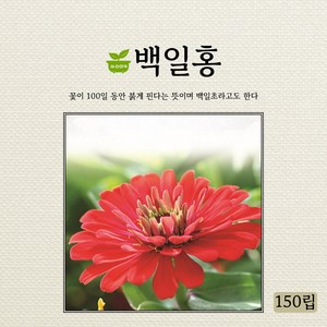 다농 백일홍 씨앗 150p, 1개