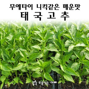 [모종심는아빠] 무에타이의 니킥같은 강렬한 매운맛 태국고추 모종, 3개