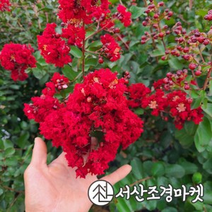 배롱나무 다이너마이트 삽목3년 백일홍 묘목 서산조경마켓, 1개