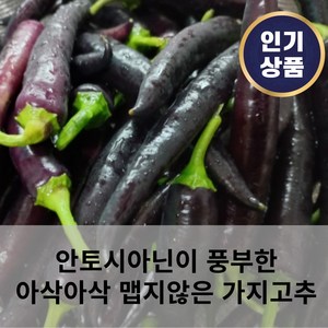 [재배농가직송] 강원도 무농약 가지고추 특 보라색고추 미인고추 미인보라고추 안토시아닌이 풍부 맵지않은고추 아삭아삭 천연인슐린 당일수확, 1개, 500g