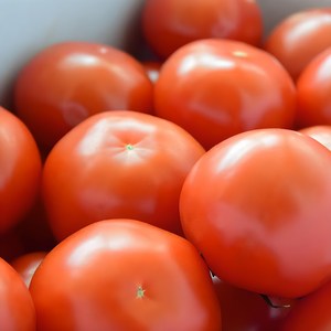 깊은향기 탱글탱글 찰진 빨강 완숙토마토, 1박스, 5kg(못난이)