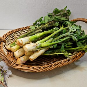 신선팜] 해풍맞은 남해안 두릅(특품), 1박스, 1kg