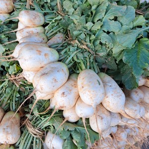 맛있는 국내산 초롱무, 초롱무 5kg, 1개