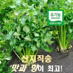 엔젤농장 유기농 샐러리 셀러리, 1박스, 500g