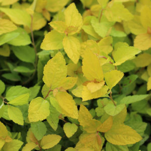 황금조팝 왜성 [4포트] (복남이네 야생화 모종 꽃나무 조팝나무 spiraea), 1개