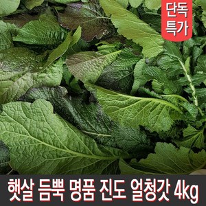 햇살 듬뿍 진도 얼청갓 4kg 당일수확 농가직송, 1박스