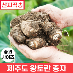 [품질보증] 제주도 왕토란 종자 중자 사이즈(25g~30g) (생산량이 풍부한 타로 토란종자), 10개, 25g