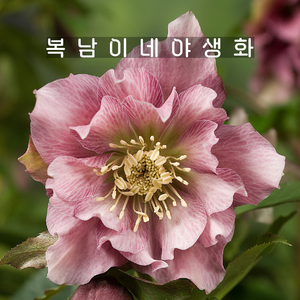 핑크 헬레보루스 [1포트 복남이네야생화 모종 크리스마스로즈 helleborus], 1개