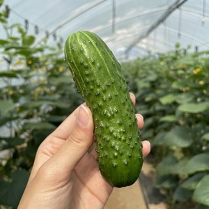 여주 당일수확 산지직송 아삭아삭 국산 미니오이 여름간식, 글로리아, 1개, 2kg