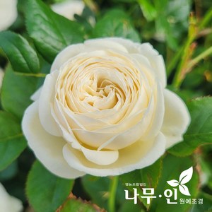 [나무인] 아르테미스 고급사계줄장미 유럽덩굴장미, 1개