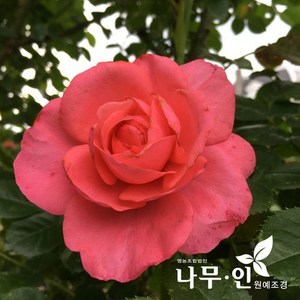 [나무인] 로잔나 고급사계줄장미 유럽덩굴장미, 1개