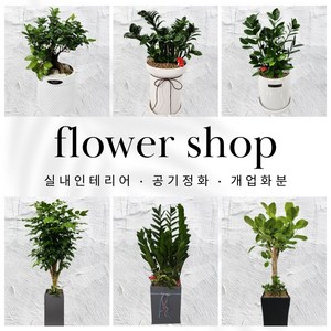 [전국배달+당일배송] 3. 아레카야자 대형화분 실내인테리어 식물테라피 공기정화식물 개업화분, 1개, 3. 아레카야자-바퀴형