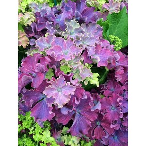 블루블룸 수국 /12cm포트/중소품/생화 수국화분 / 원예수국 / 봄꽃 여름꽃 / 선물용 화분 / 정원수 조경수 / 꽃과정원이야기, 단일수량
