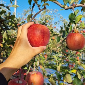 제철 소백산 부사 1키로 2.5키로 선물용 정품 소포장 산지직송 후지, 1kg, 소과(4~6과입), 1개