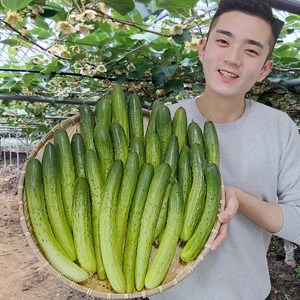 오이 오이지오이 백다다기 백오이 오이지용 소박이용 10개 25개 50개, 오이지용 50개 (10kg/얇고 씨없는 절임용), 1개