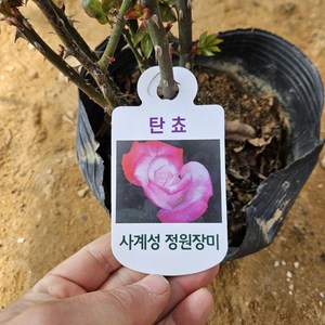 [새싹에서 나무까지] 사계 땅장미 (탄쵸) 개화주 (포트묘), 1개, 사계땅장미(탄초)개화주 포트