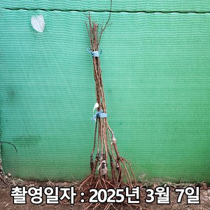 착한가격 나무생각 / 살구나무 / 하코드 / 접목1년 / 1등묘, 1개