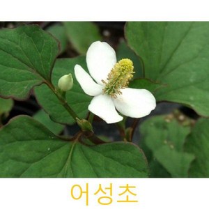 허브(Heb)/채소식물 어성초 화분모종 4개 (L0243)