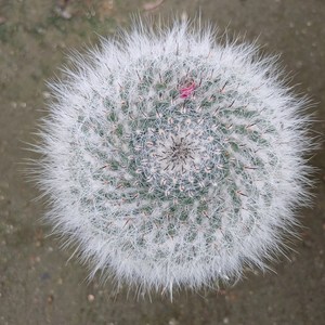 [성심꽃농원] 옹옥_선인장, 1개