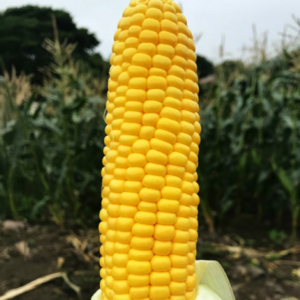[팔도소문] 초고당도 한정수량 지금딱제철 초당옥수수, 1개, 중과5개(9cm)