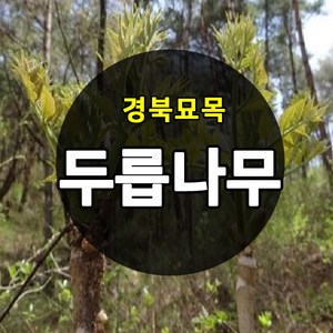 [경북농원] 가시있는 참두릅 / 가시없는 민두릅나무묘목 특묘, 가시없는 민두릅나무묘목  2년생, 두릅