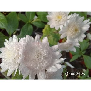 [플라워쇼룸] 국화모종 아르거스국화 * 3포트 (9cm포트), 1개