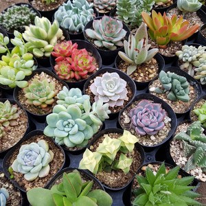 제이팟다육 다육식물 세트 미니 국민 다육이 공기정화식물 화분, 천원다육식물 10개 세트, 1세트