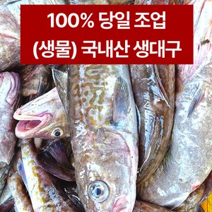 (생물) 속초 오늘잡아 싱싱한 생대구 자연산 생선 고니 알탕 찜 조림 구이 황대구 2미, 당일조업 자연산 생대구 2미, 1개