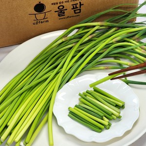 [울팜] 부드러운 제철 국내산 햇 마늘쫑 마늘종, 1개, 1kg