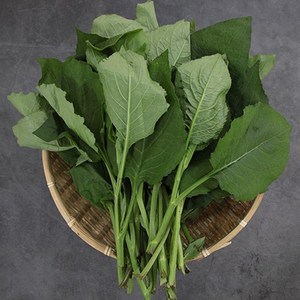 윤플러스 강원도 정선 생곤드레 4kg 2kg 노지재배, 1개