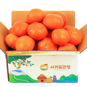 서귀포인정 당도선별 제주 레드향, 1박스, 레드향 1.5kg 실속형