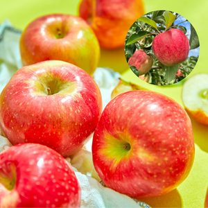 [정품만 수확해요] 아침에 먹는 햇 꿀사과, 15brix 홍로사과, 1개, 2kg(선물용 대과/5-7과)