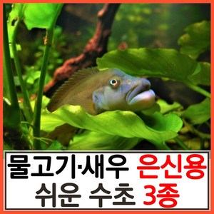 수초하우스) 물고기 새우 은신용 쉬운 수초 3종 세트, 1세트(총15줄기), 1개