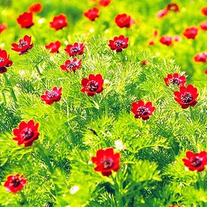 [모야모 꽃씨] 아도니스(여름복수초 수꿩의눈) 20립 씨앗, 소포장 20립, 1개