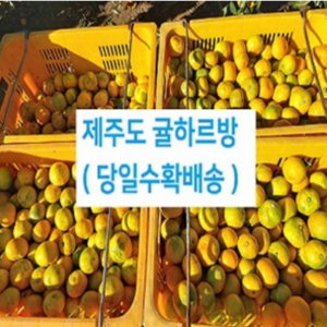 제주도 새콤달콤 감귤 10kg 15kg 5kg (특상품 못난이귤 혼합), 15kg (조생 달콤이 11월~2월) 못난이혼합, 1개