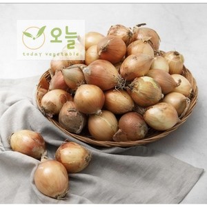 [오늘야채]25년 창녕 햇양파 꼬마양파(장아찌용), 1박스, 5kg