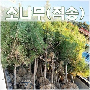 [현대조경농원]적송 소나무 묘목 키 1m 20cm, 분묘, 1개