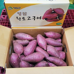 영암 명품 꿀고구마, 5kg(특상), 1개