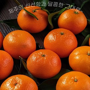 [시즌2 맛없음환불] 제주 월동비가림 하우스 귤 로얄과 꼬마소과 13브릭스 이상 꿀당도 보장 고품질 감귤, 1박스, 로얄과2kg