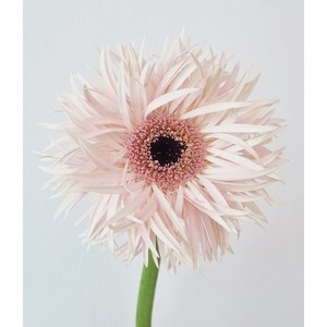 꽃 한송이 실거베라 생화 당일배송 예약배송 꽃배달 플로라블룸, 핑크, 1개