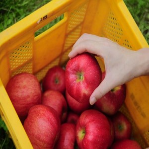 [재구매율1위] 산지직송 꿀먹은 부사사과 홍로사과, 1개, 3kg