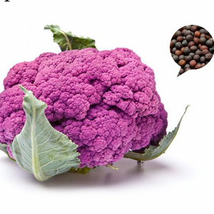 자색 콜리플라워 씨앗 꽃양배추 종자 puple cauliflowe seed 50알, 1개, 상세페이지 참조, 상세페이지 참조