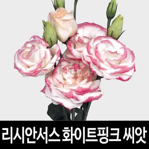 화이트핑크 리시안셔스 씨앗 리시안서스 종자 10립, 1개